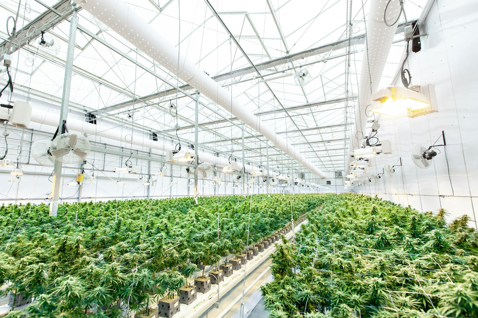 Plants de chanvre cultivés sous serre, illustrant une production sans intrants chimiques