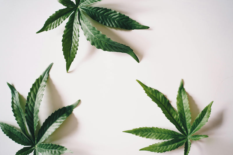 Composition à plat de feuilles de cannabis sur fond blanc — illustration du guide complet sur les bienfaits du CBD pour le bien-être