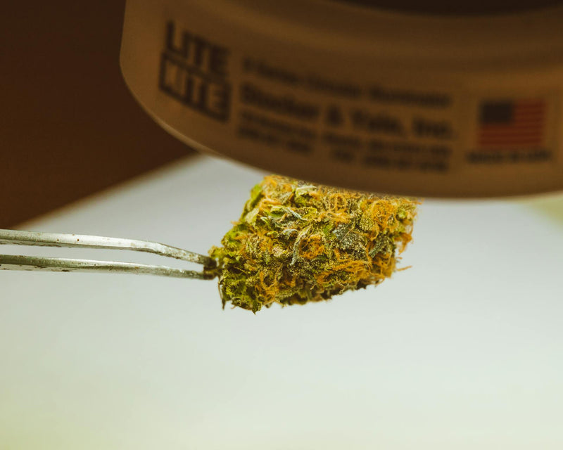Bourgeon de cannabis CBD tenu à la pince sous lumière chaude — gros plan macro montrant les trichomes, glandes résineuses qui contiennent les cannabinoïdes et donnent naissance à la résine après filtrage et extraction.