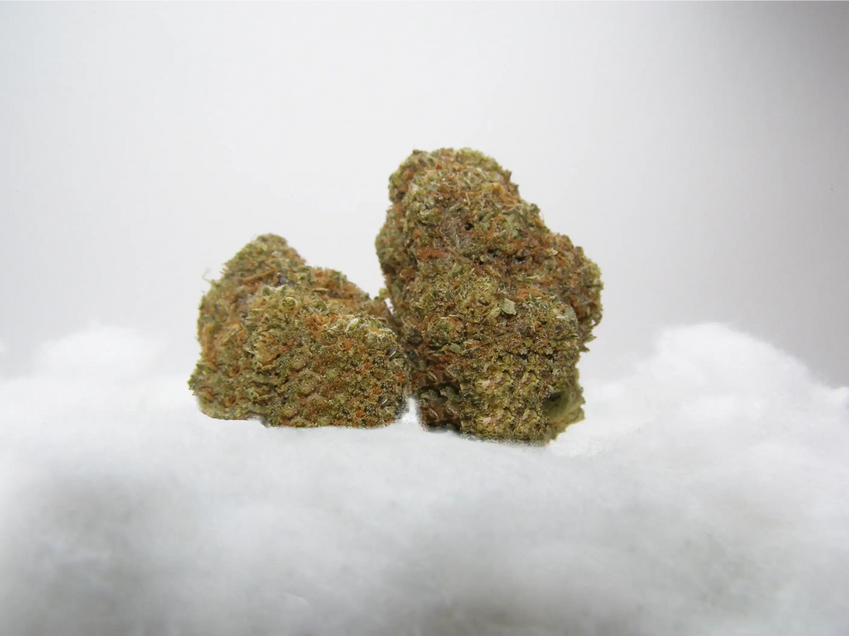 Fleurs Blue Gelato CBD Indoor Hydroponie – buds denses aux arômes myrtille et agrume