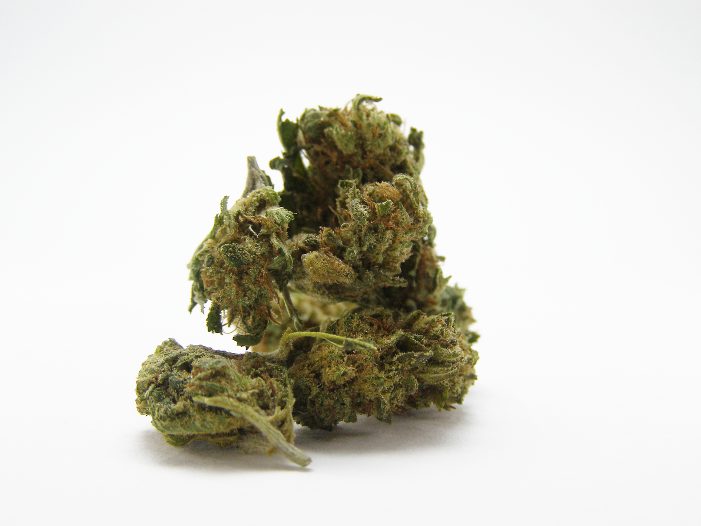 Small Buds CBD greenhouse France - Excellent rapport qualité prix