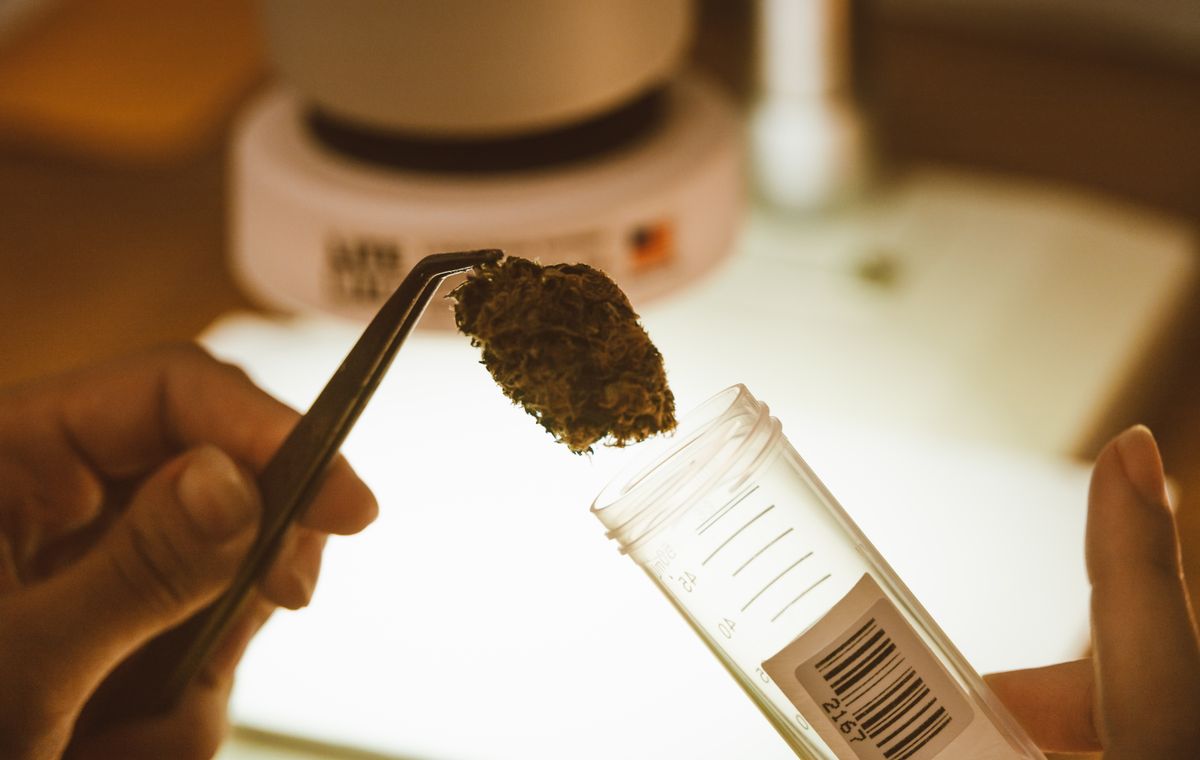 Analyse de cannabis en laboratoire - une fleur de CBD boostée est enrichie après la récolte