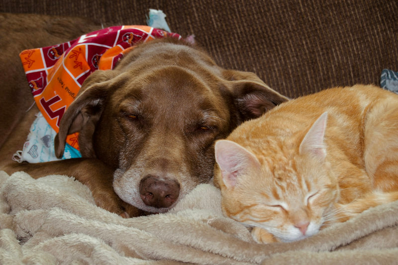 Un chien et un chat assoupis ensemble sur un canapé, illustration d'un article sur le cadre légal du CBD pour les animaux en France.