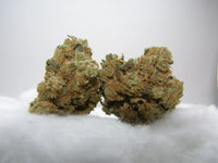 Amnesia US