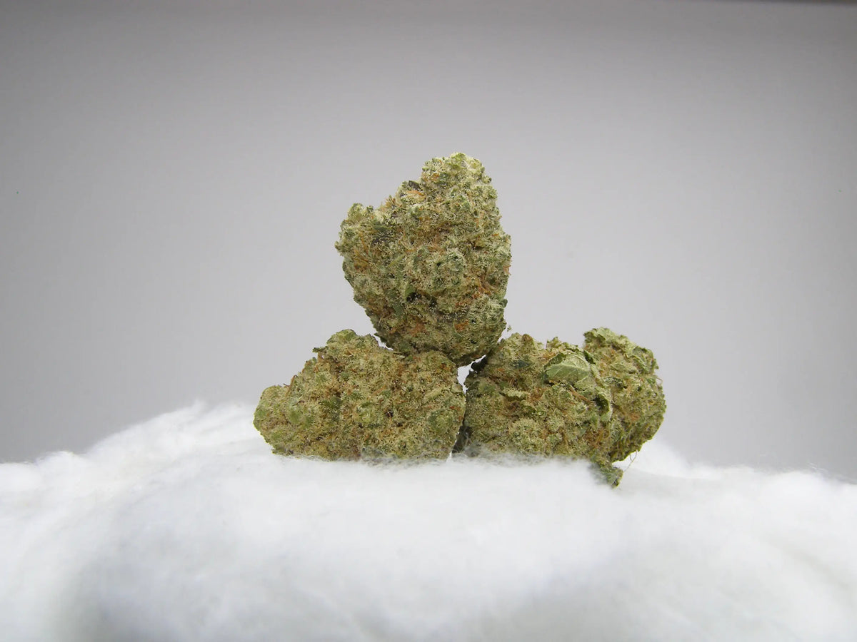 Northern Lights