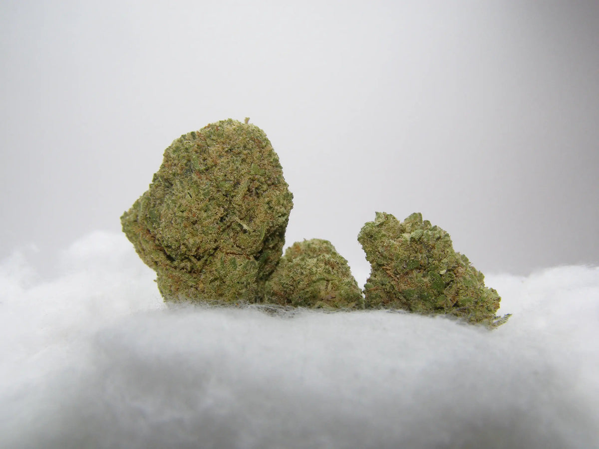 Fleurs de CBD Snow OG indoor hydroponie aux arômes skunky, boisés et terreux
