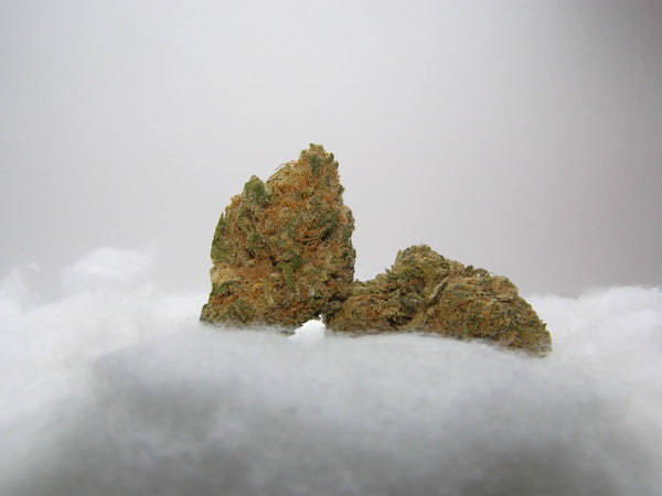 Fleurs de CBD Sour Diesel indoor hydroponie aux arômes diesel, épicés et musqués