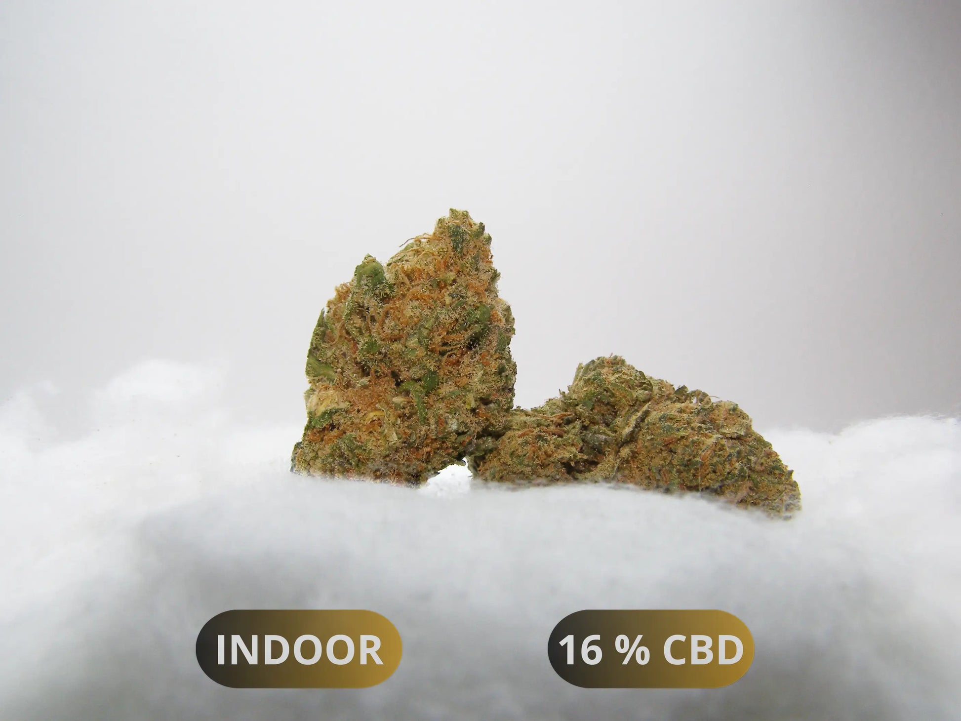 Sour Diesel CBD Indoor Hydroponie 🔥 : arômes diesel, épicé & noisette, touche aigre/musquée. CBD ~16 %, THC ≤ 0,3 %. Sélection premium Cloud Store CBD.