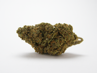 Sour Diesel CBD Indoor Hydroponie 🔥 : arômes diesel, épicé & noisette, touche aigre/musquée. CBD ~16 %, THC ≤ 0,3 %. Sélection premium Cloud Store CBD.