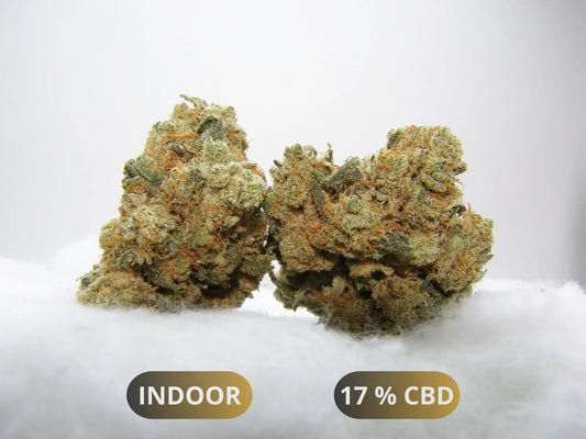  Fleurs Amnesia US CBD Indoor Hydroponie – buds compactes au profil citrique