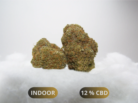 Fleurs Blue Gelato CBD Indoor Hydroponie – buds denses aux arômes myrtille et agrume