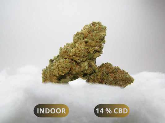 Fleurs Citrus Kush CBD Indoor Hydroponie – buds denses calibre moyen Cloud Store