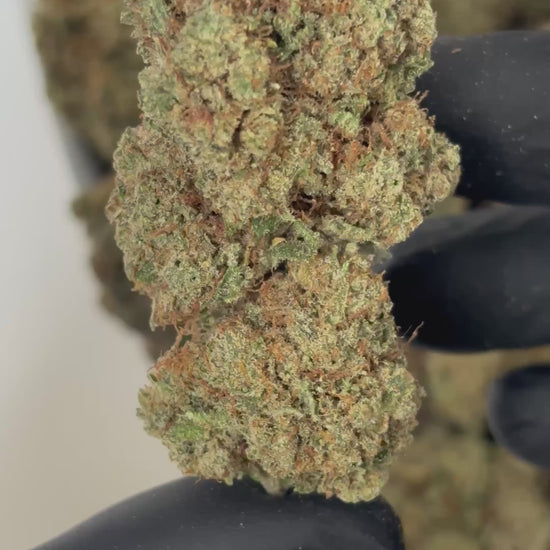 Détail Kosher Kush CBD - Culture indoor premium