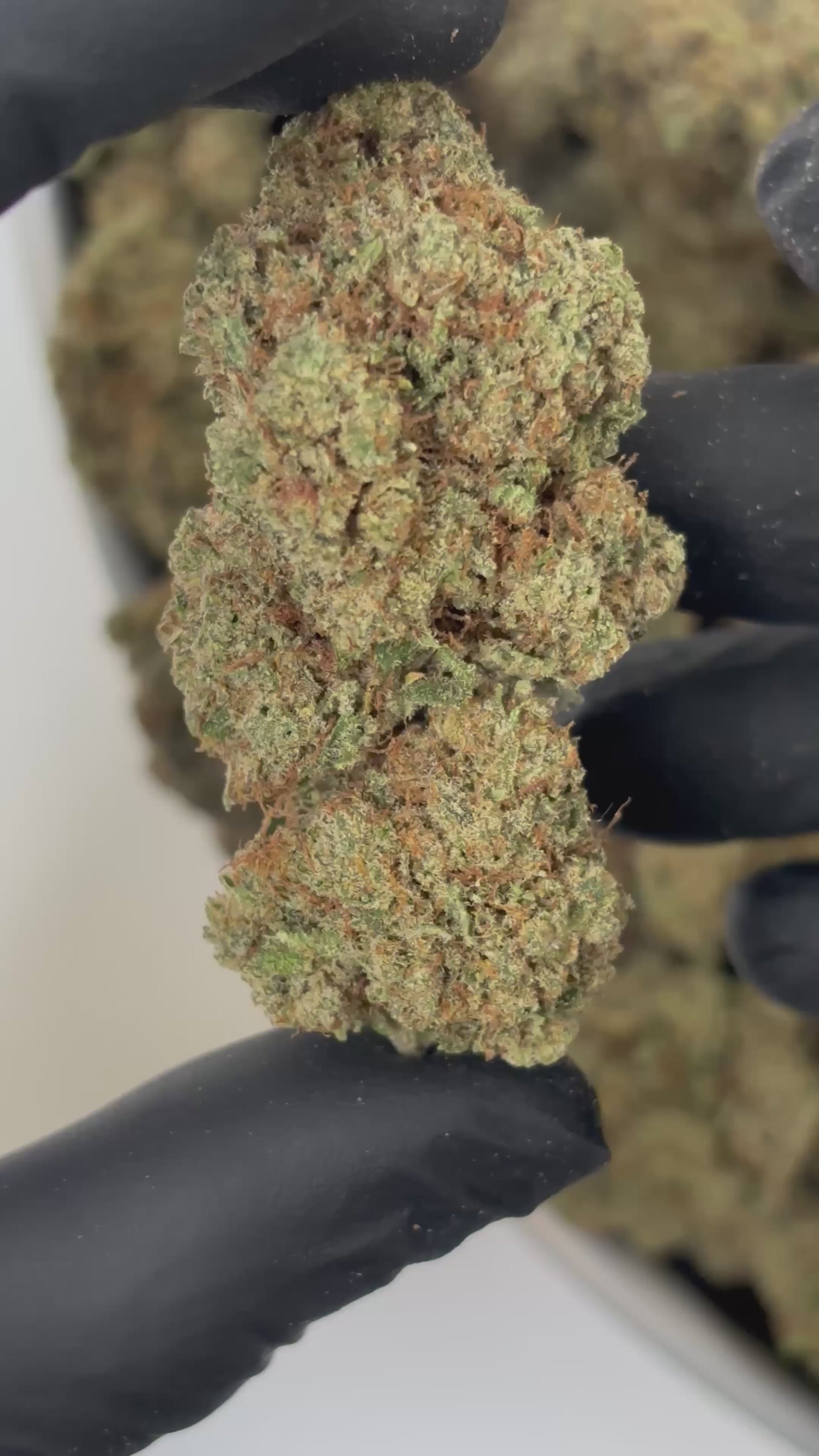 Détail Kosher Kush CBD - Culture indoor premium