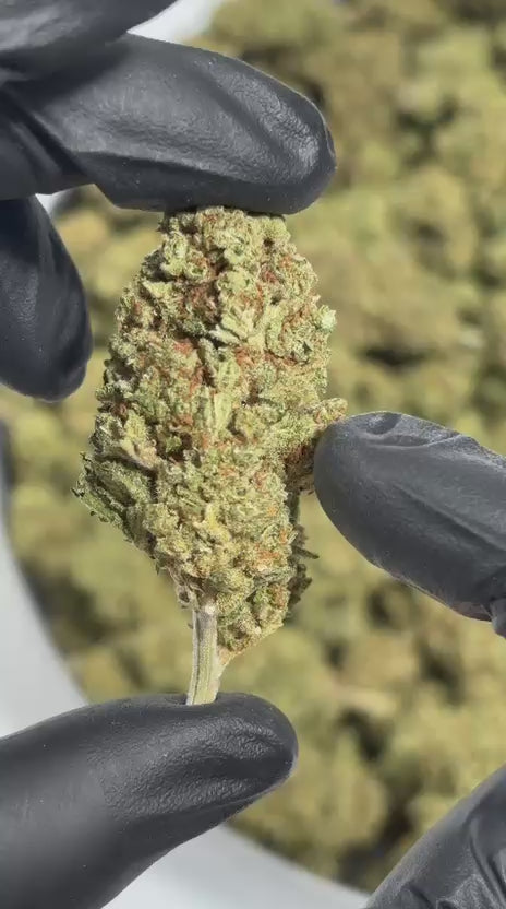 Buds de Citrus Kush CBD ~14 % présentées par Cloud Store CBD