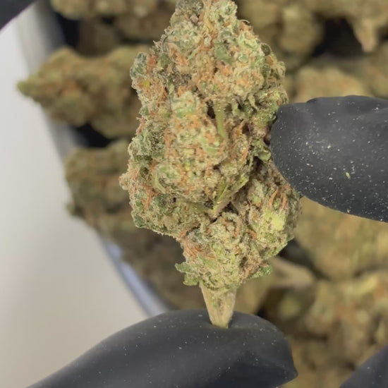 Têtes claires Sour Diesel CBD - Culture indoor premium