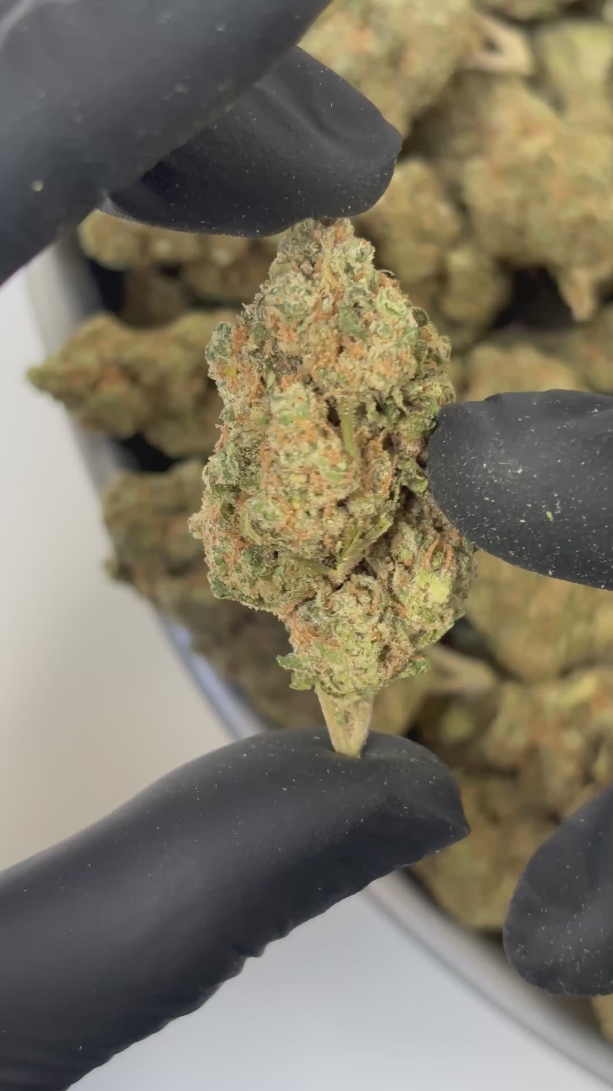 Têtes claires Sour Diesel CBD - Culture indoor premium