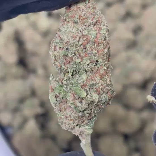 Bubble Gum CBD indoor France - Profil aromatique gourmand