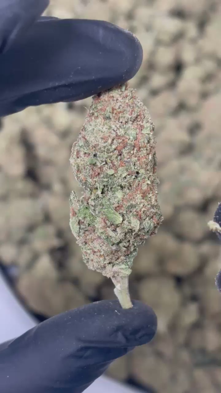 Bubble Gum CBD indoor France - Profil aromatique gourmand