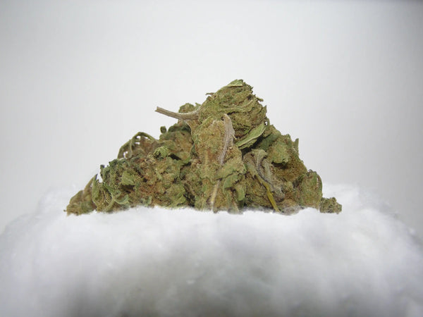 Small Buds Gelato CBD indoor aux arômes sucrés, crémeux et gourmands