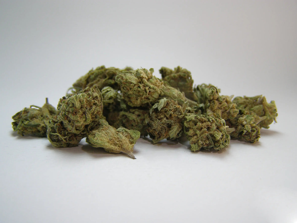 Blue Gelato Indoor 