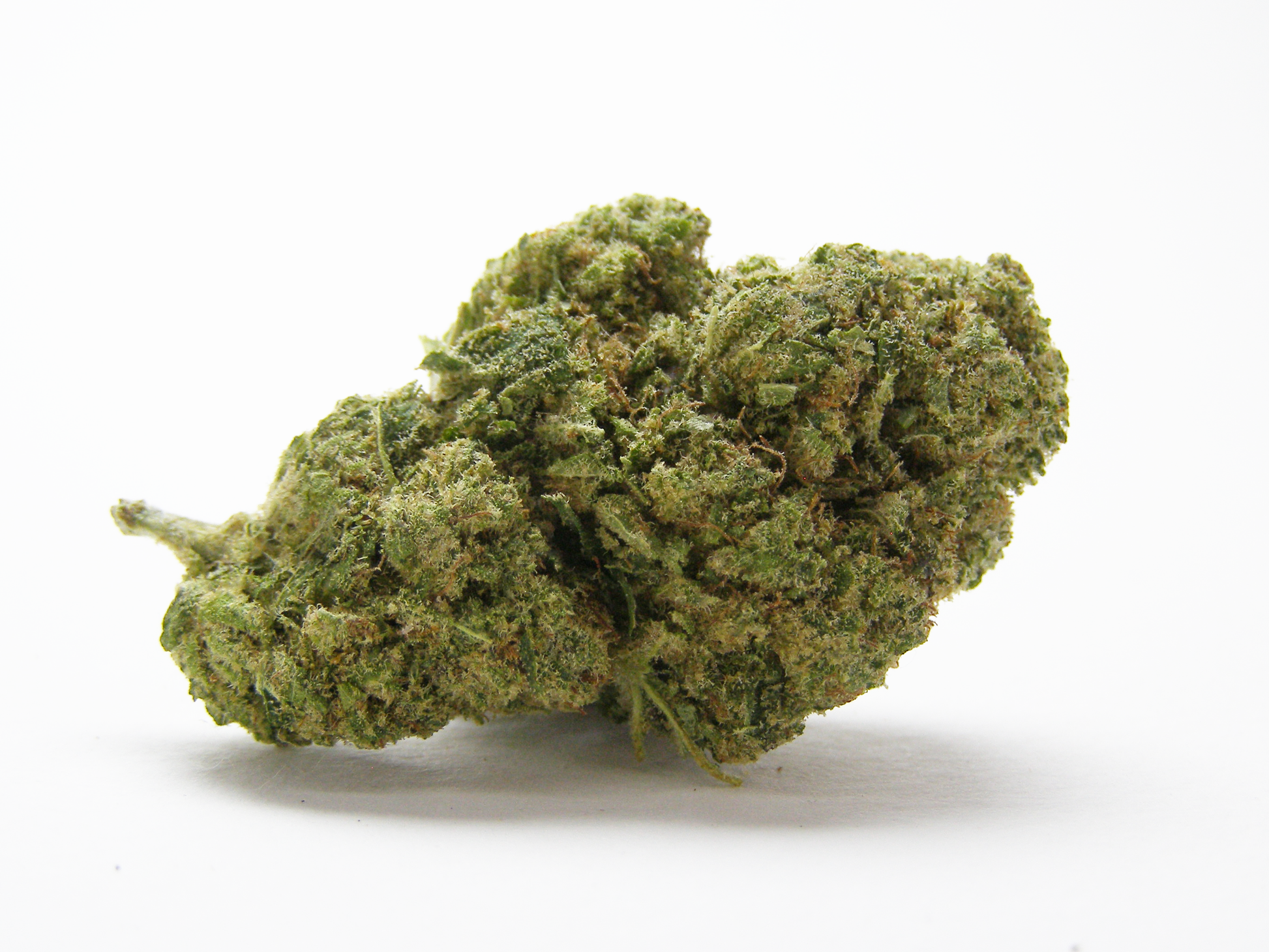 Gros plan sur Snow OG CBD au profil skunky, boisé et épicé