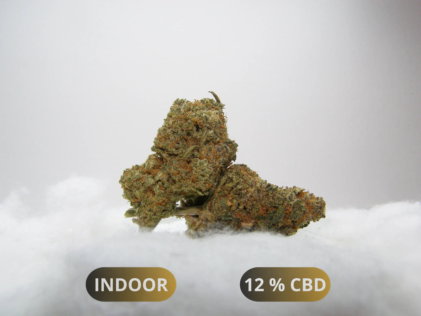 Fleurs de Strawberry Diesel CBD Indoor Hydroponie – buds denses aux reflets pourpres